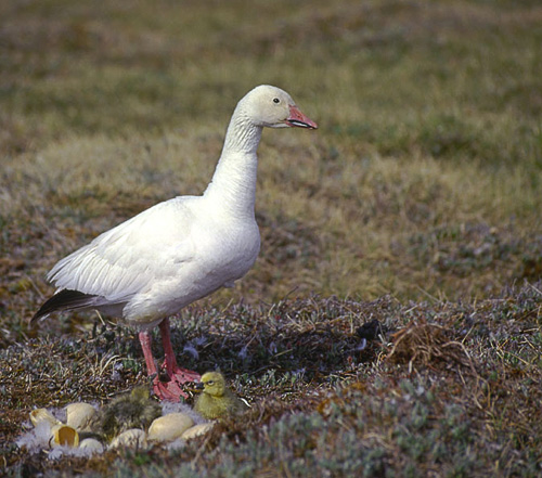 ����� ����